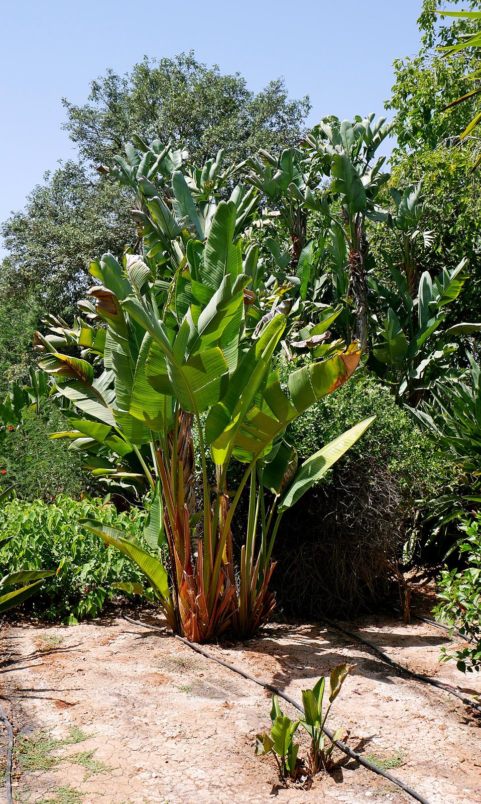 botanicactus
