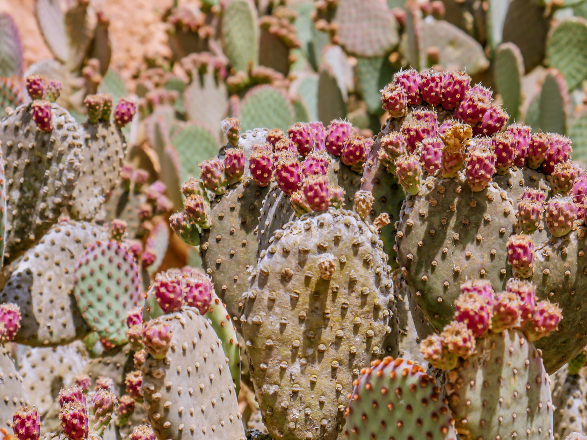 Botanicactus in Mallorca – interesting attractions on the island