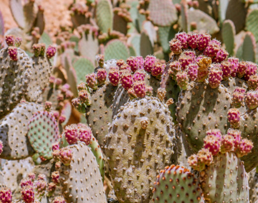 botanicactus