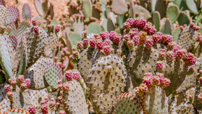 botanicactus