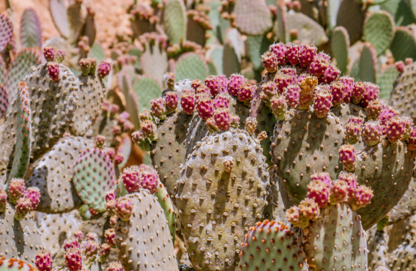 botanicactus