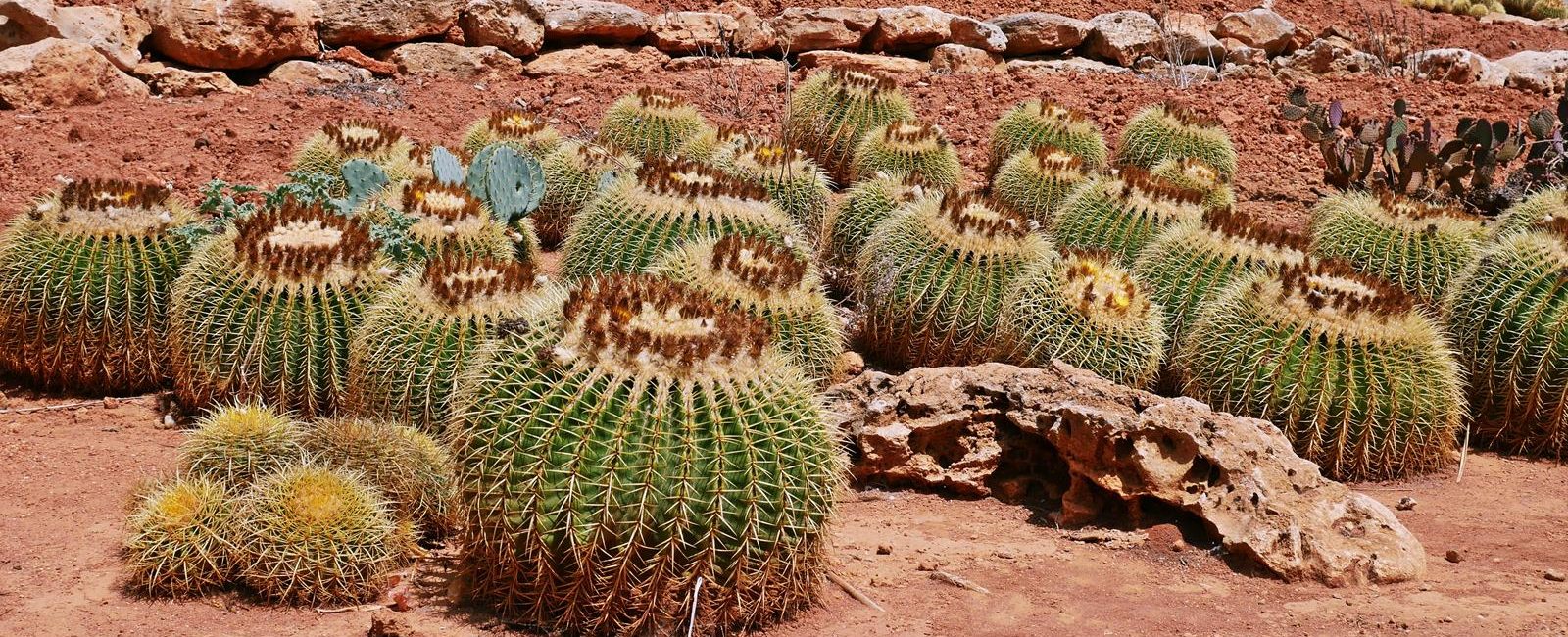 Botanicactus na Majorce – najpiękniejsze ogrody na Majorce