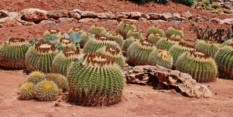 botanicactus