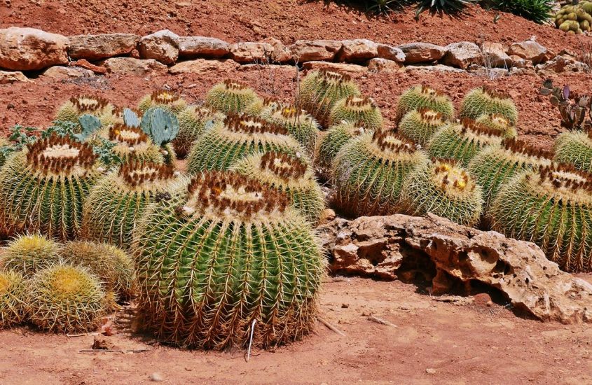 Botanicactus – najpiękniejsze ogrody na Majorce.