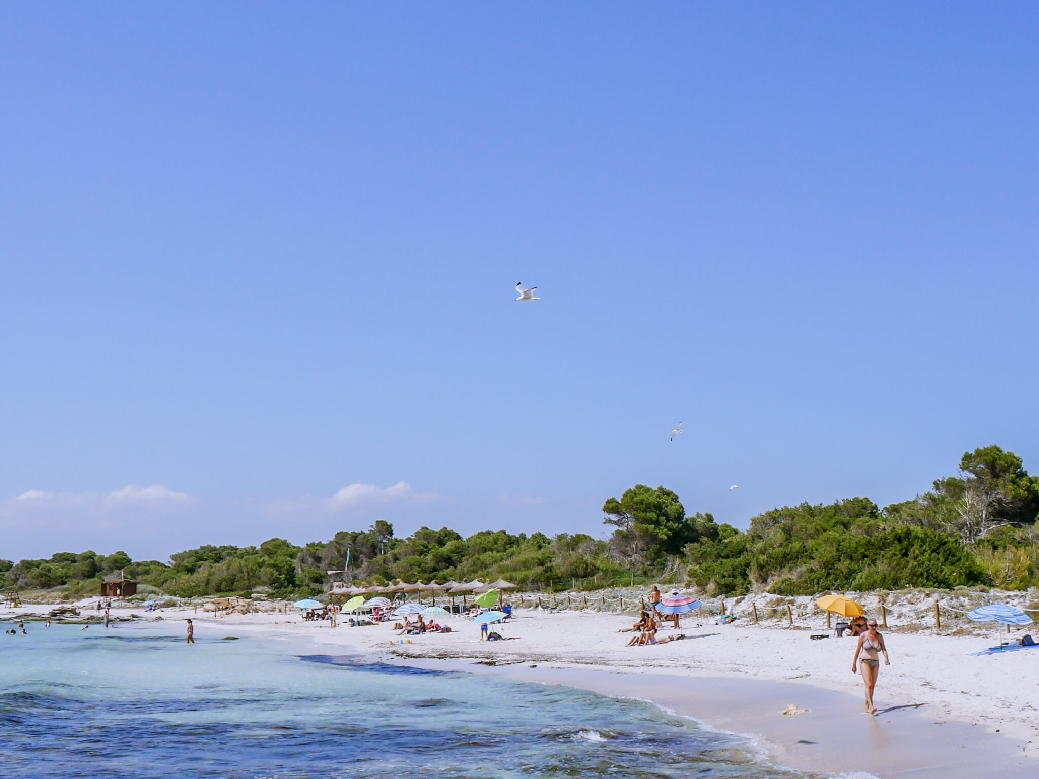 Platja des Dolc in Mallorca