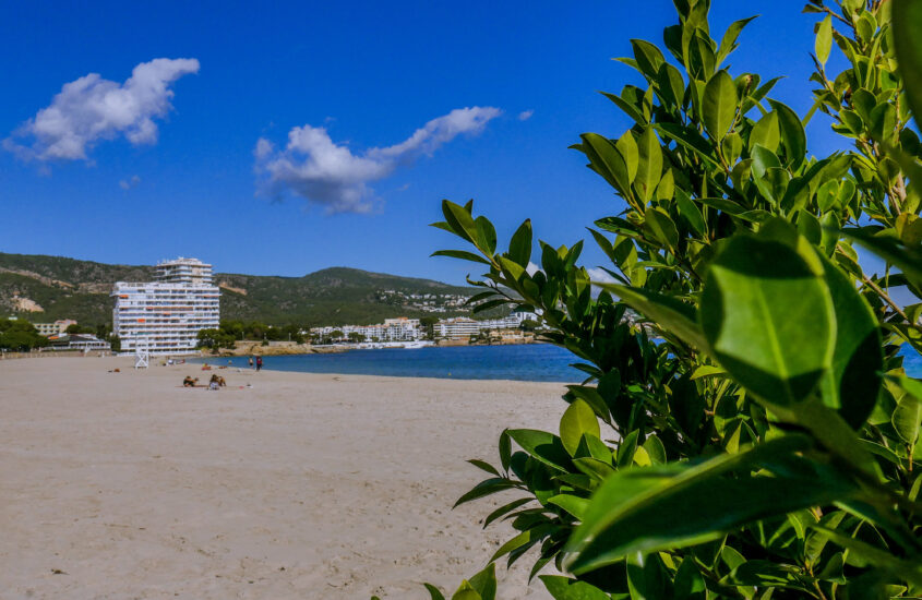 palmanova in mallorca