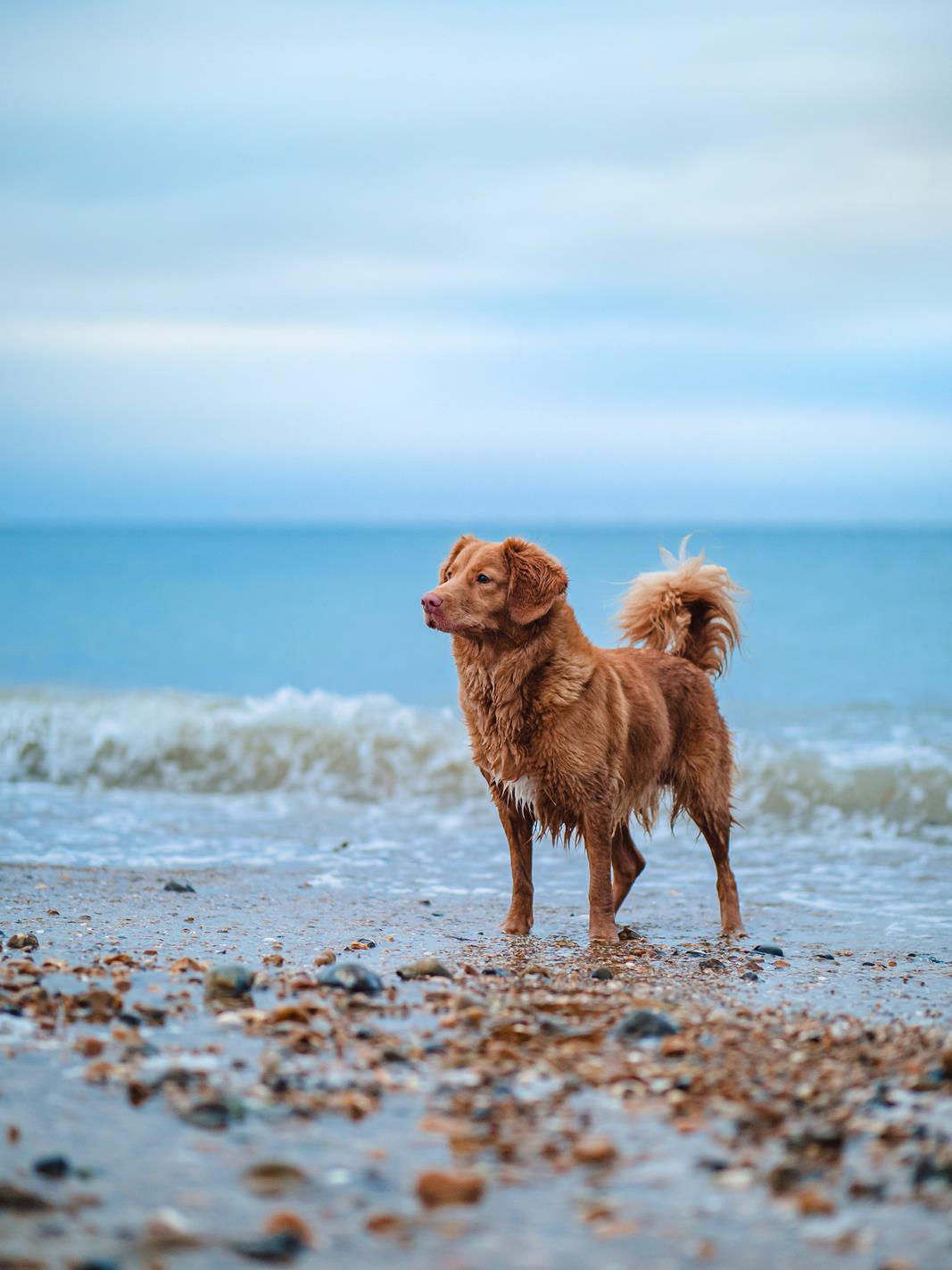 plaże dla psów na majorce