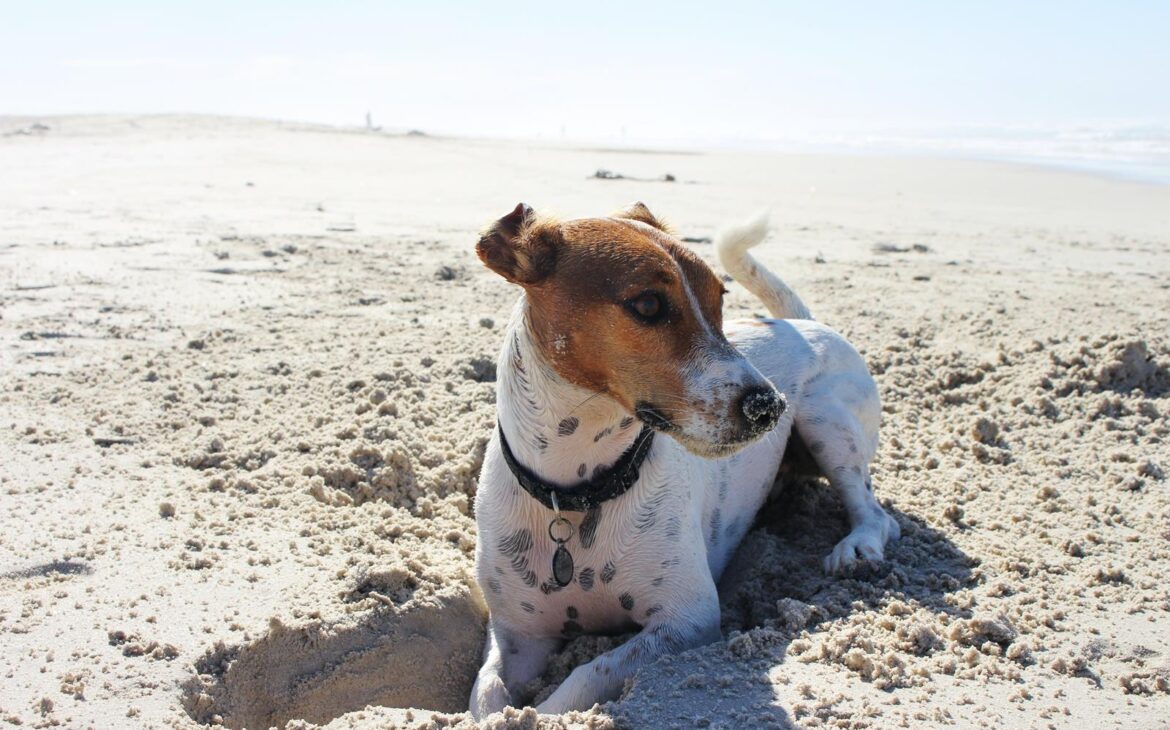 psiak na plaży