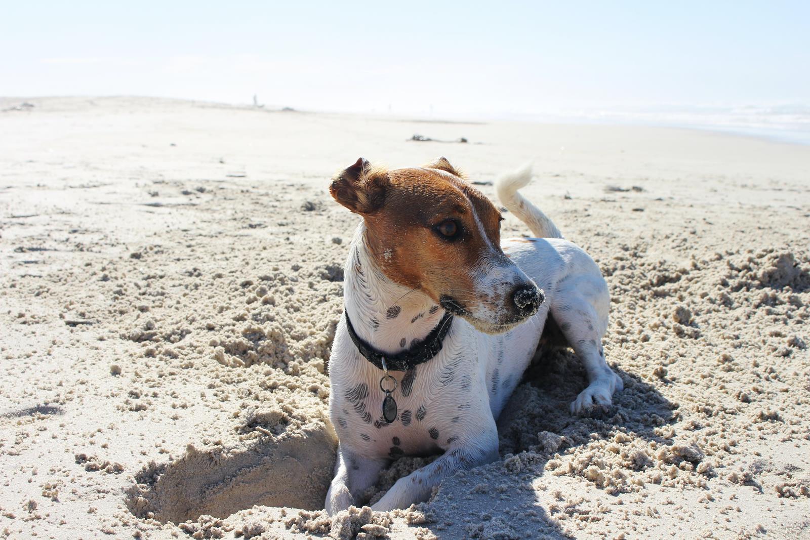 psiak na plaży