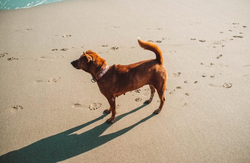 Wakacje z psem na Majorce – plaże dla psów na Majorce – co można, a czego nie?