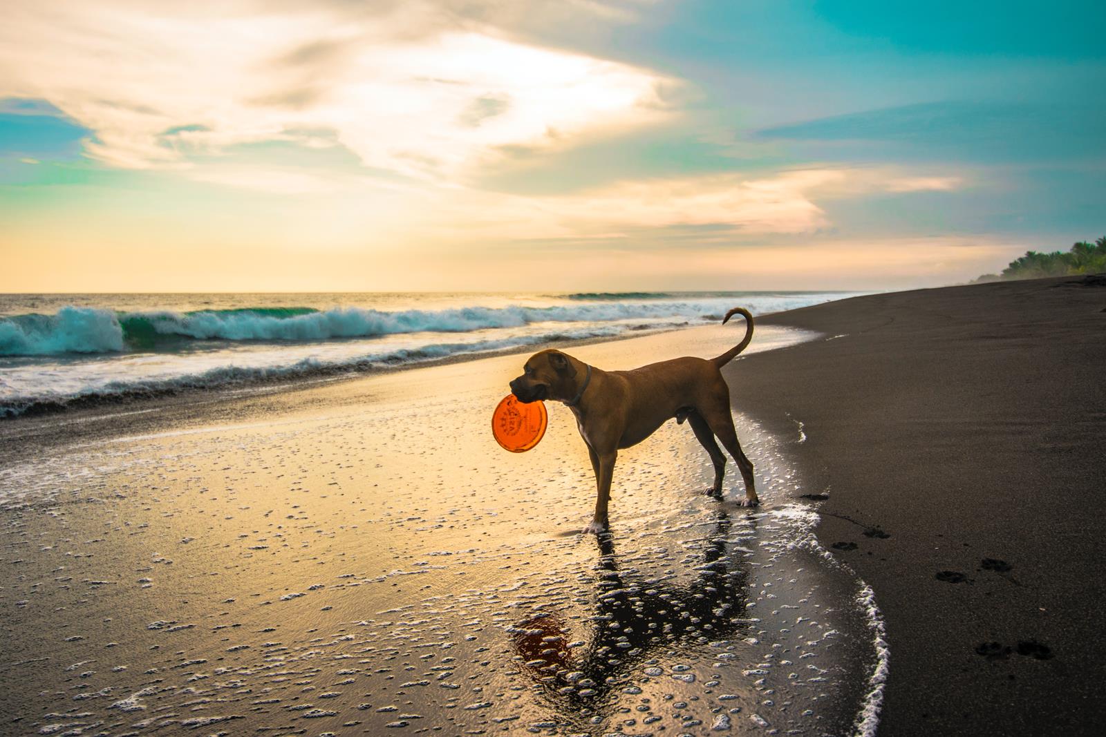 plaże dla psów na majorce