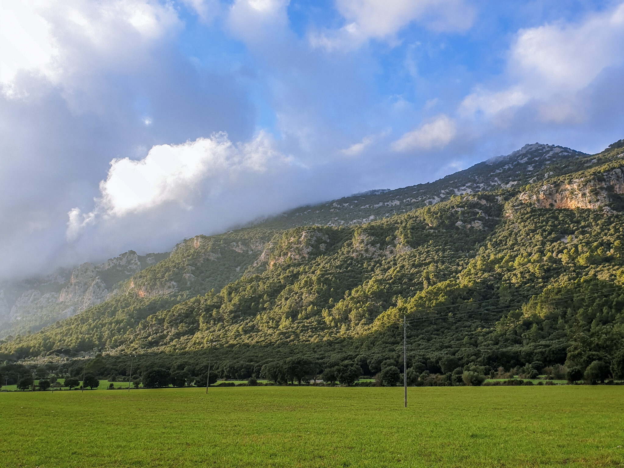 salt des freu in mallorca