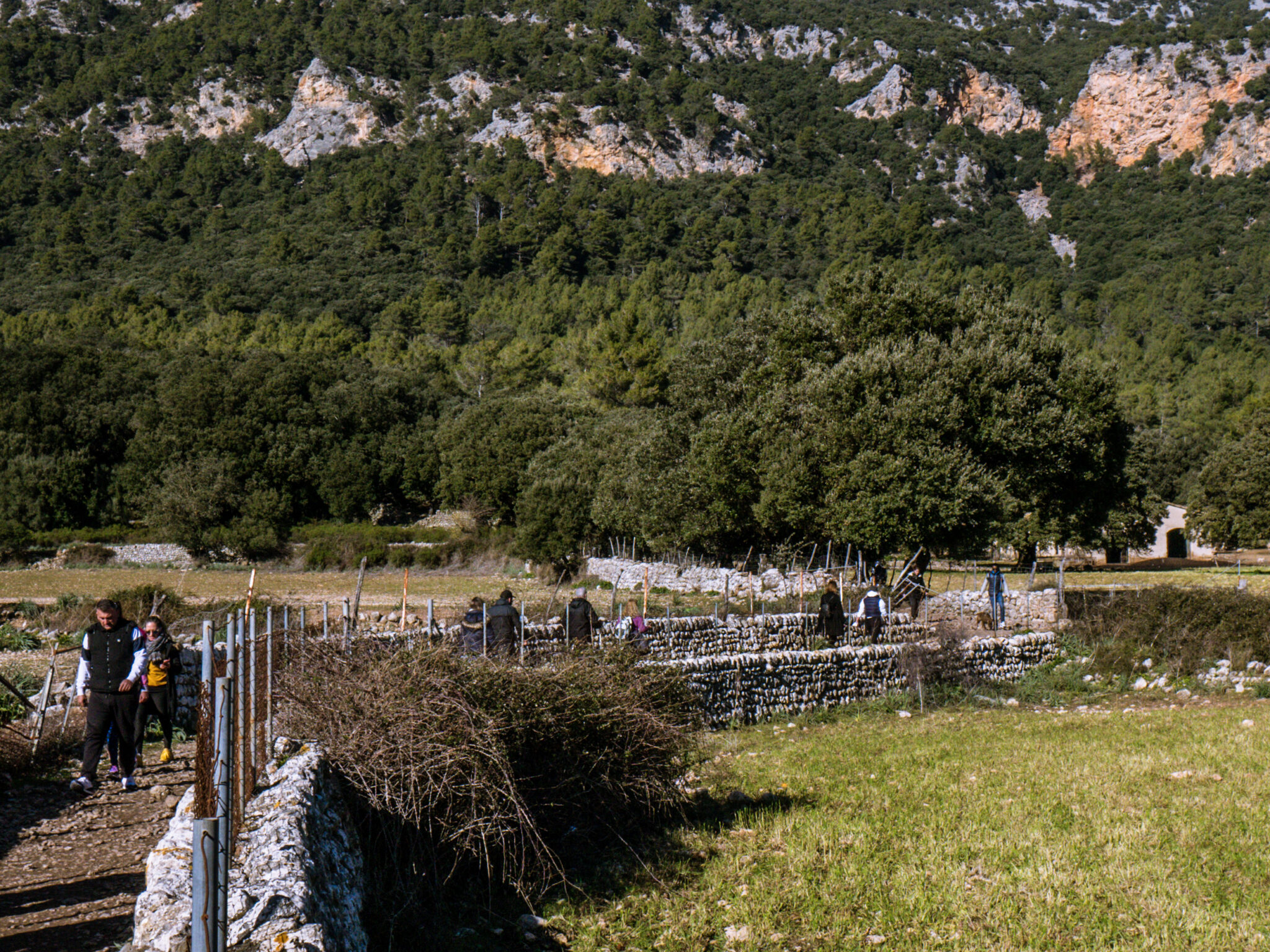 salt des freu in mallorca