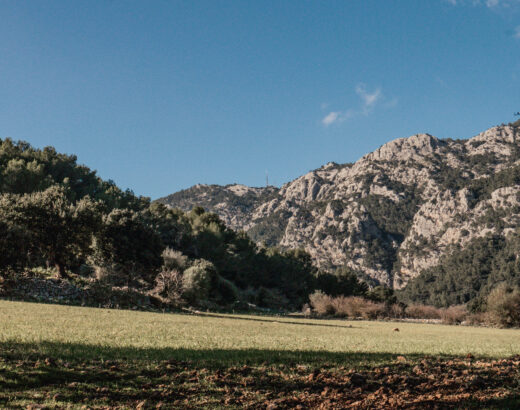 salt des freu in mallorca