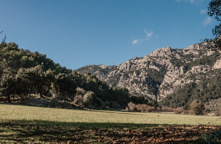 salt des freu in mallorca