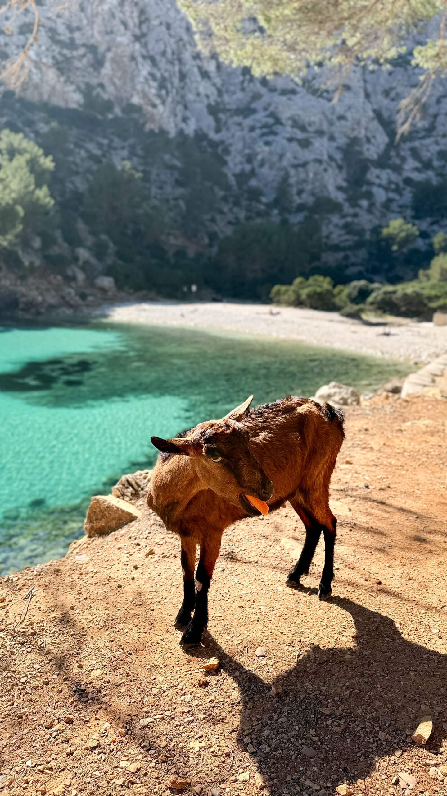 Cala murta