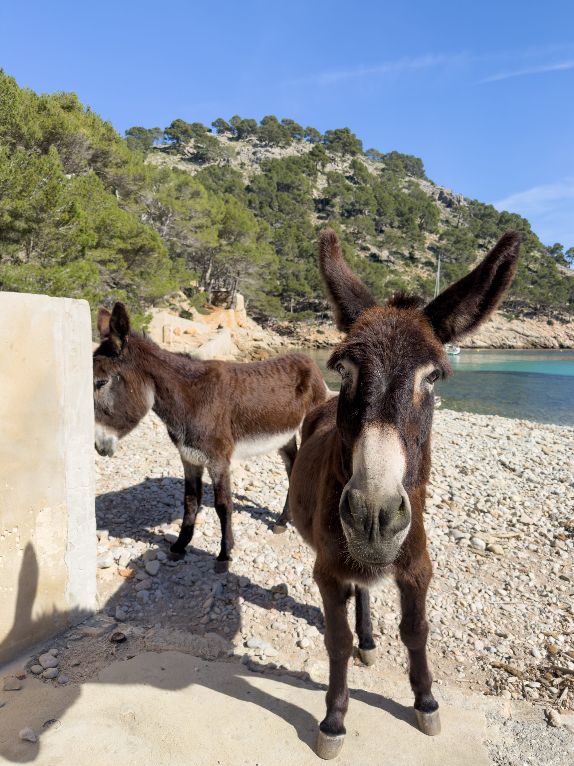 Cala murta