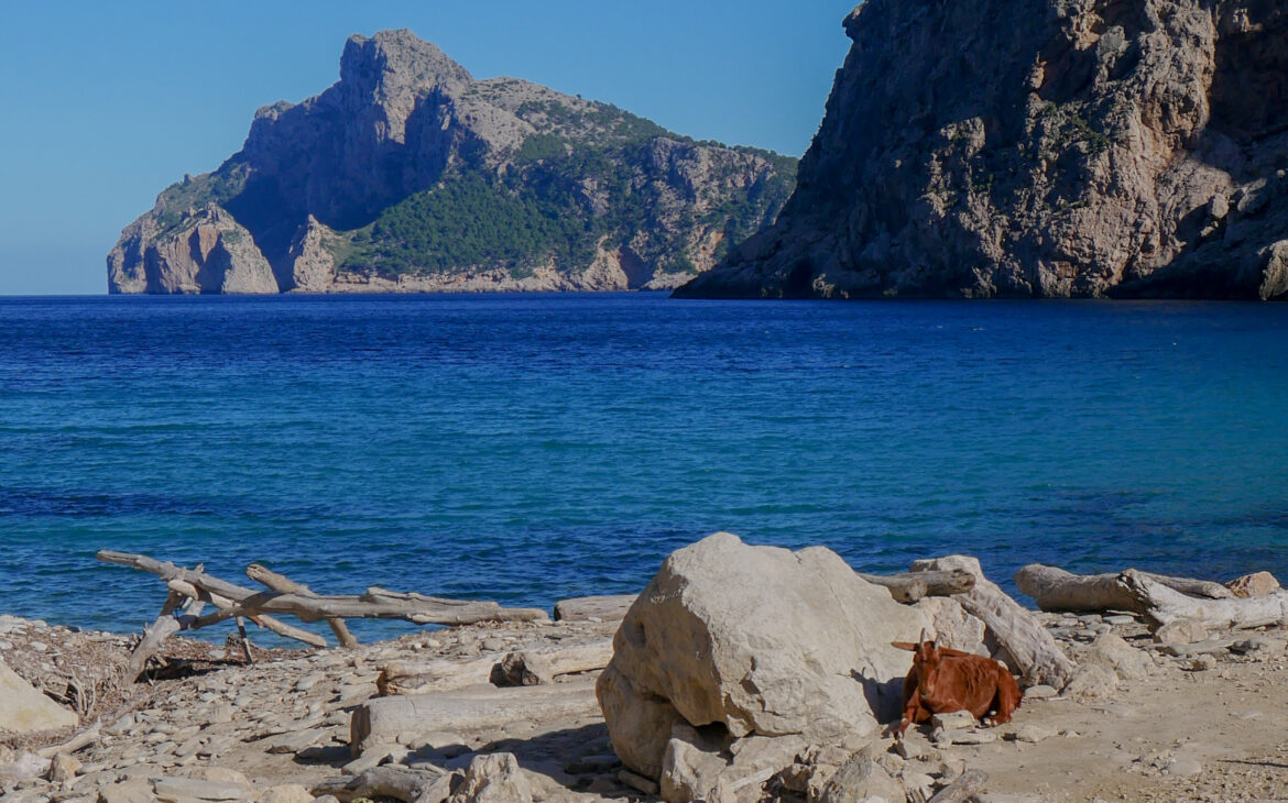 Cala boquer