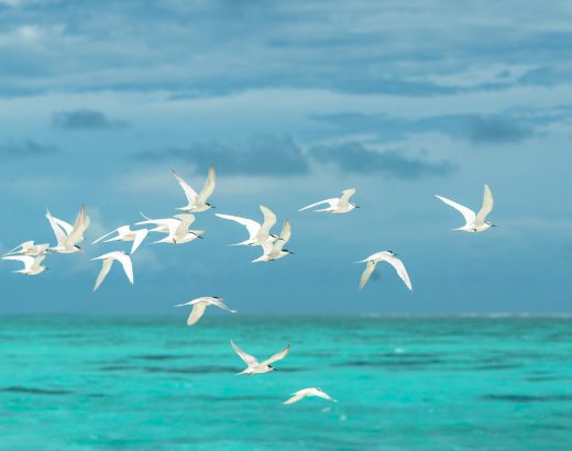 flock of white seagulls flying over the large body of water