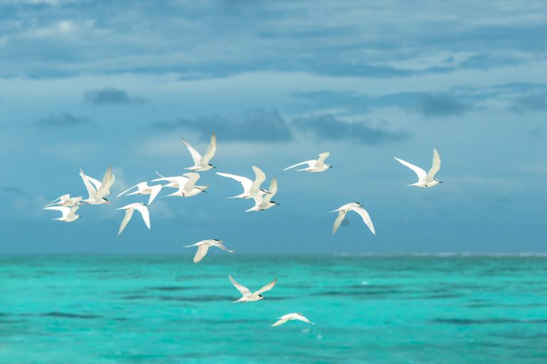 flock of white seagulls flying over the large body of water