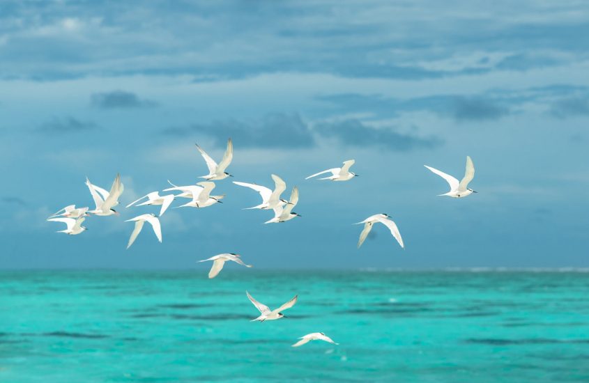 flock of white seagulls flying over the large body of water