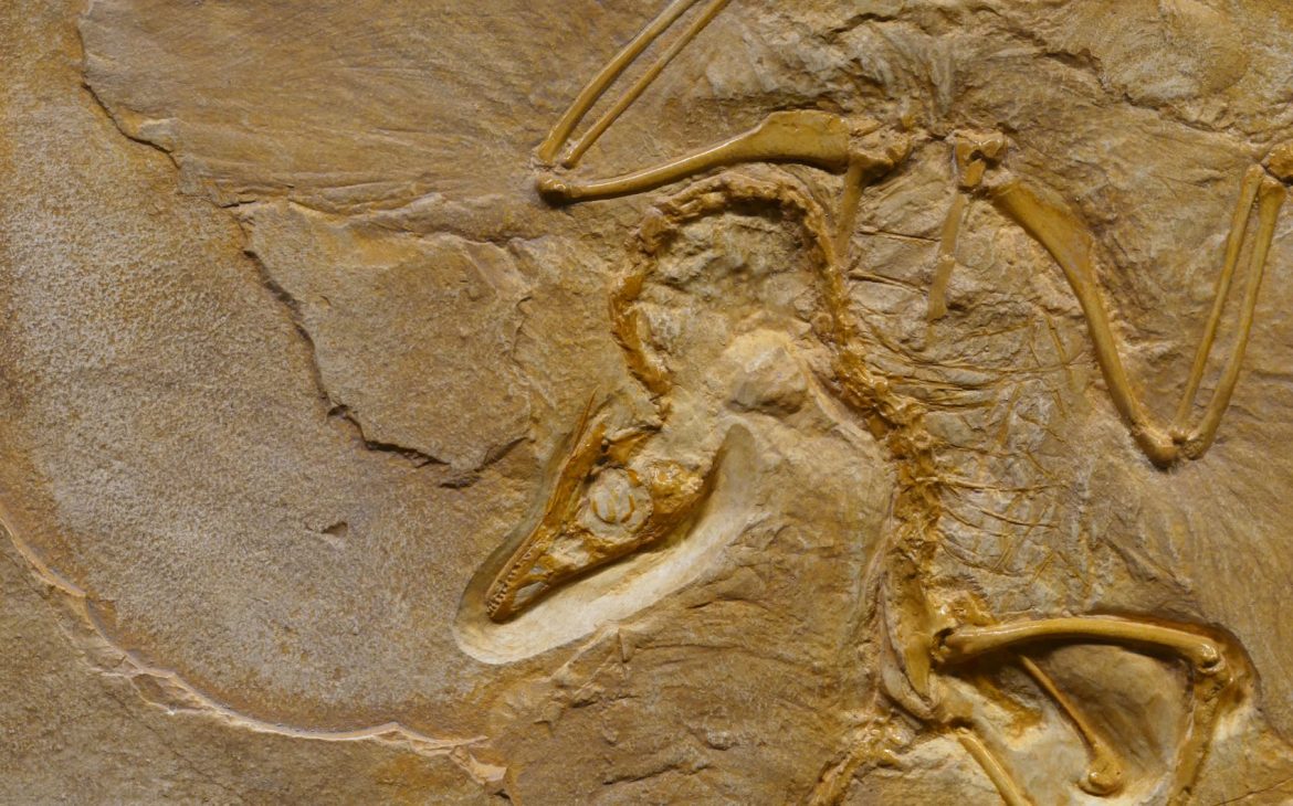 dinosaur fossil on rough stone formation