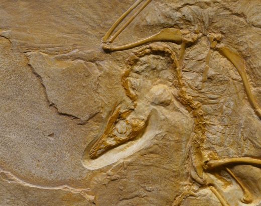 dinosaur fossil on rough stone formation