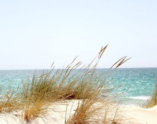 grass beside the sea