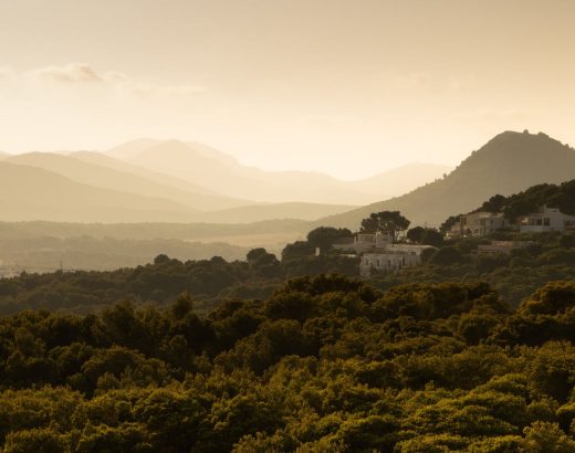 green trees on the mountain