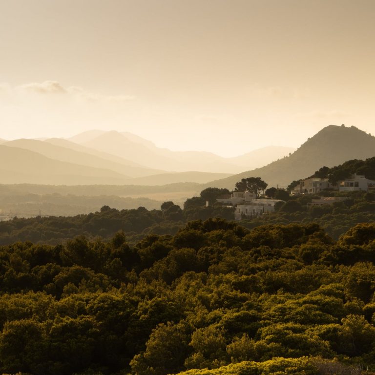 green trees on the mountain